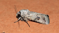 Proteuxoa amaurodes