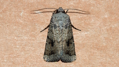 Proteuxoa amaurodes