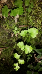 Cystopteris tasmanica