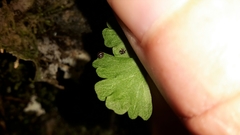 Cystopteris tasmanica