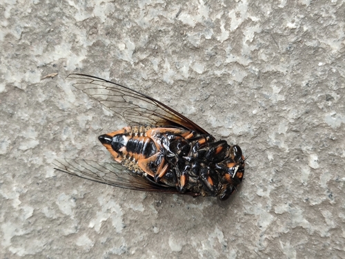 Cryptotympana mandarina