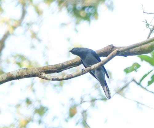 Black-winged Cuckooshrike (Lalage melaschistos), photo 8