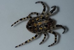 Alpaida alticeps
