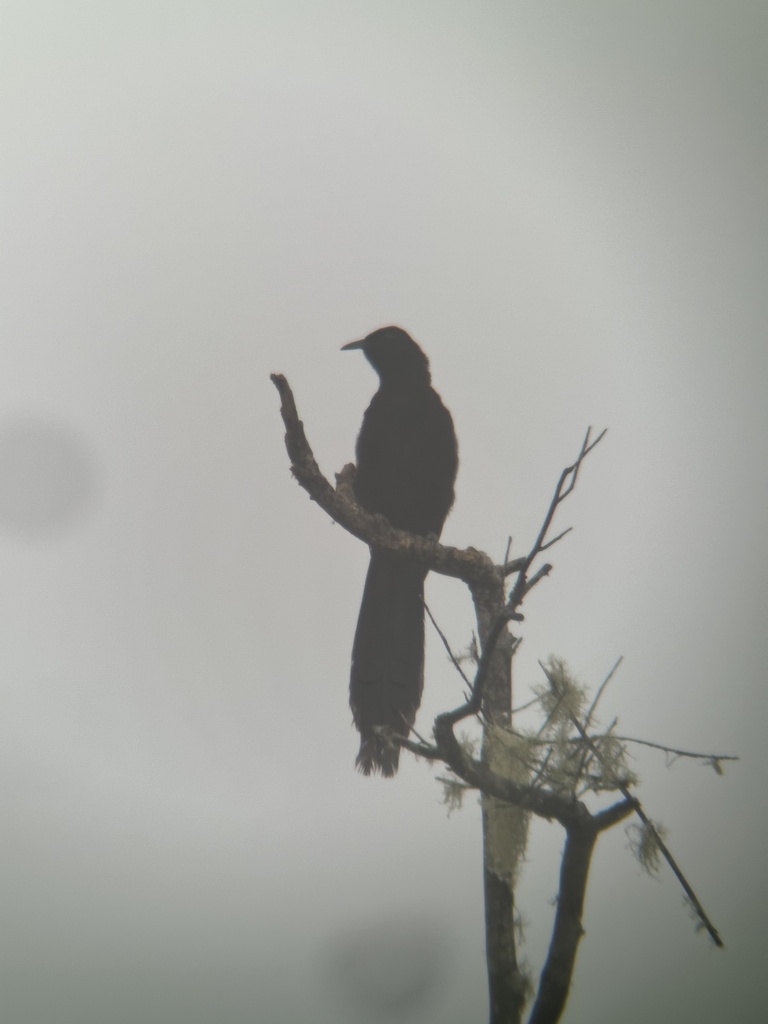 Huon Astrapia