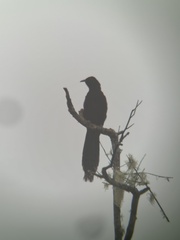 Huon Astrapia photo 1