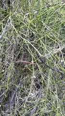 Carmichaelia australis