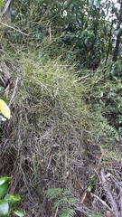 Carmichaelia australis