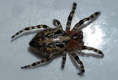 Alpaida alticeps