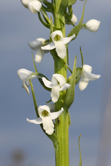 Platanthera hologlottis