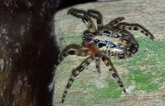 Alpaida alticeps