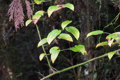 © Chen Shu, some rights reserved (CC-BY-NC)