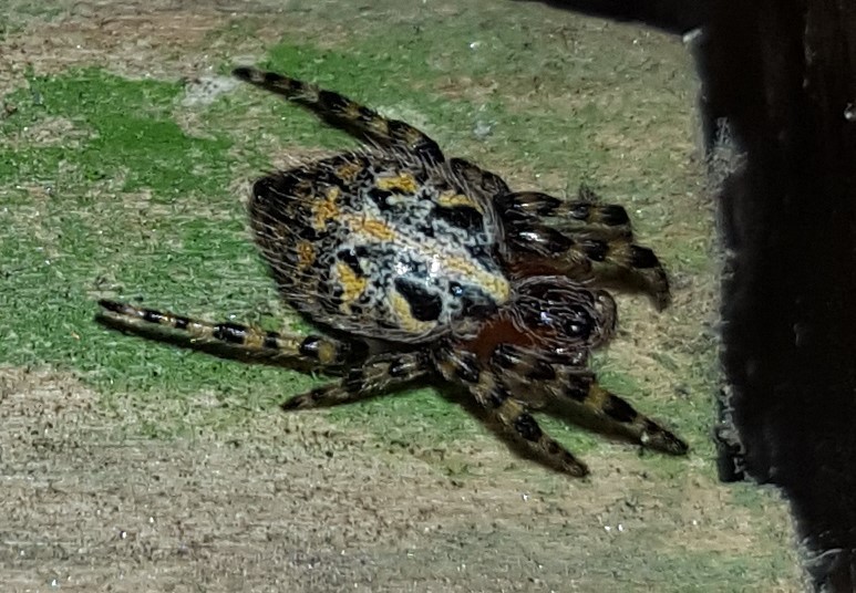 Alpaida alticeps