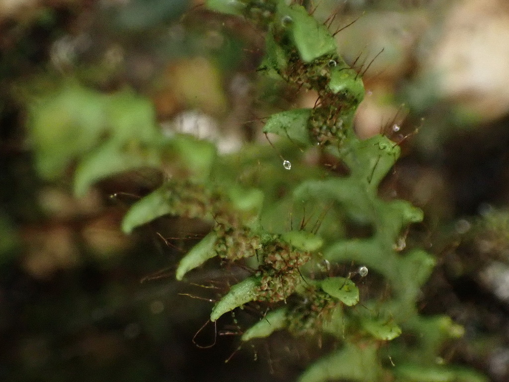 Micropolypodium okuboi from 台灣宜蘭縣 on December 6, 2022 at 11:03 AM by ...