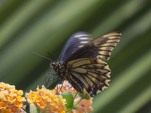 Chilean Swallowtail