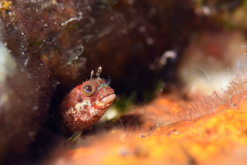 Photo of Secretary blenny (Acanthemblemaria maria)