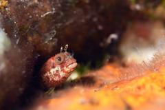 Secretary Blenny photo 5