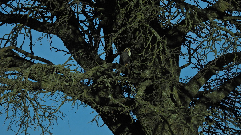 Aplomado Falcon from Guatraché Department, La Pampa Province, Argentina