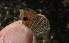 Argyrophenga janitae