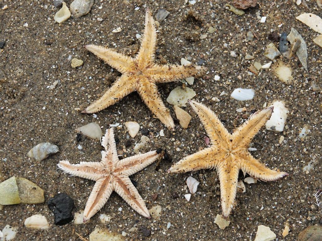 Nz Star Fish Indo-Pacific Comb Star from Mount Maunganui, Tauranga, New Zealand on ...