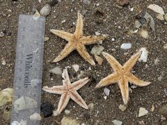 Astropecten polyacanthus