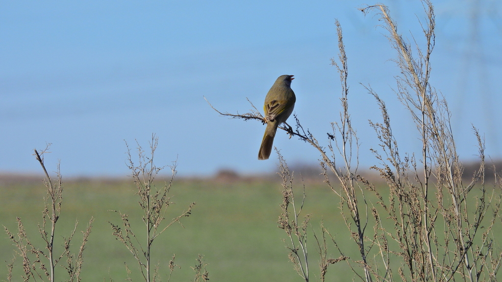 Great PampaFinch from Guatraché Department, La Pampa Province