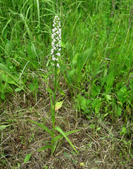 Platanthera hologlottis