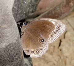 Ethope himachala