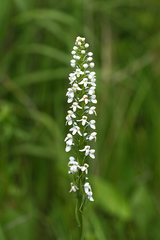 Platanthera hologlottis