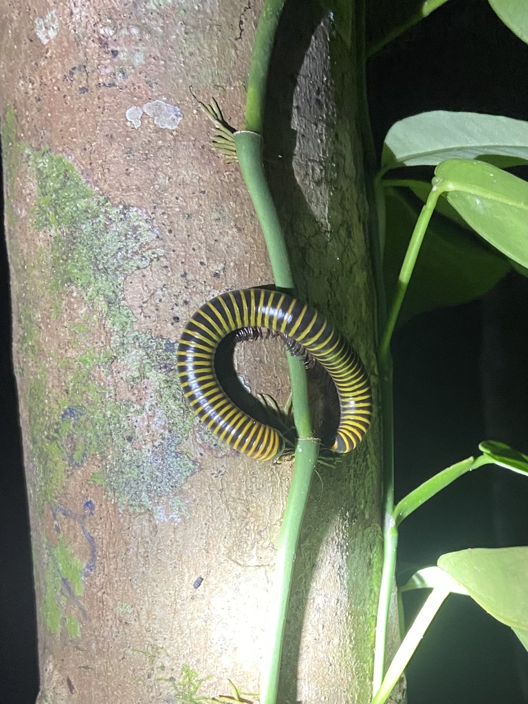 Round Backed Millipedes From Madang PG On August 5 2023 At 09 58 PM By Jturner123 INaturalist