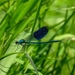 Calopteryx splendens splendens - Photo (c) Richard Bulva, some rights reserved (CC BY-NC), uploaded by Richard Bulva