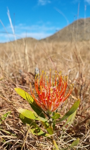 Leucospermum gerrardii image