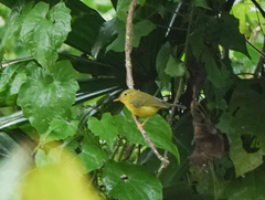 Phylloscopus burkii
