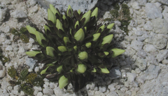 Gentianella luteoalba