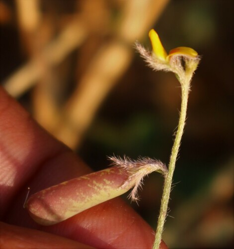 Crotalaria prostrata observed 2021-03-21