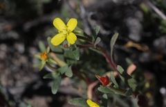 Camissoniopsis intermedia