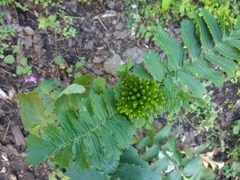 Packera sanguisorbae