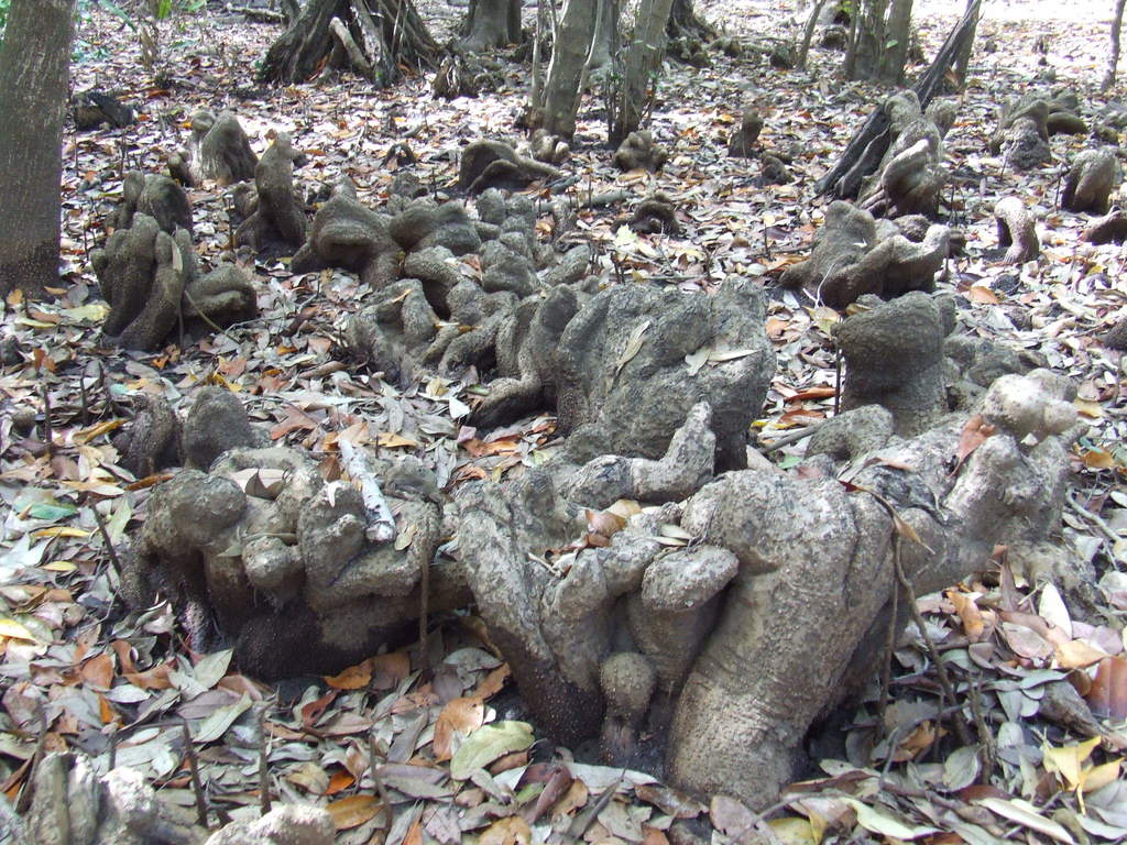 Camptostemon