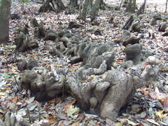 Camptostemon schultzii