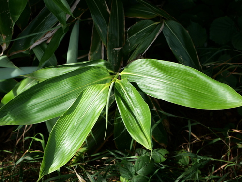 Sasa palmata iNat (1)