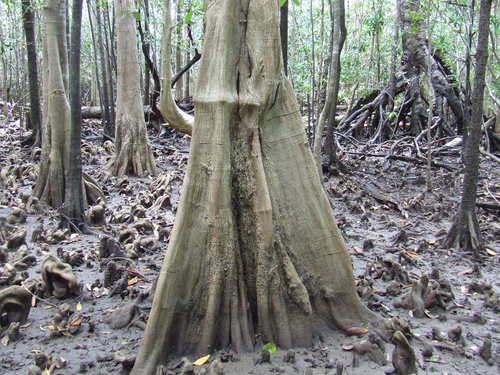 Image of Camptostemon schultzii by (c) coenobita, some rights reserved (CC BY)