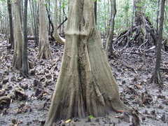 Camptostemon schultzii