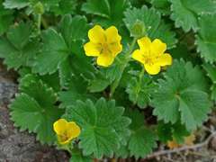 Potentilla fragiformis