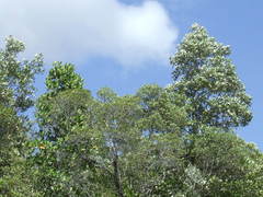 Camptostemon schultzii