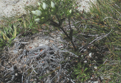 Gentianella impressinervia