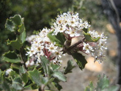 Ceanothus perplexans
