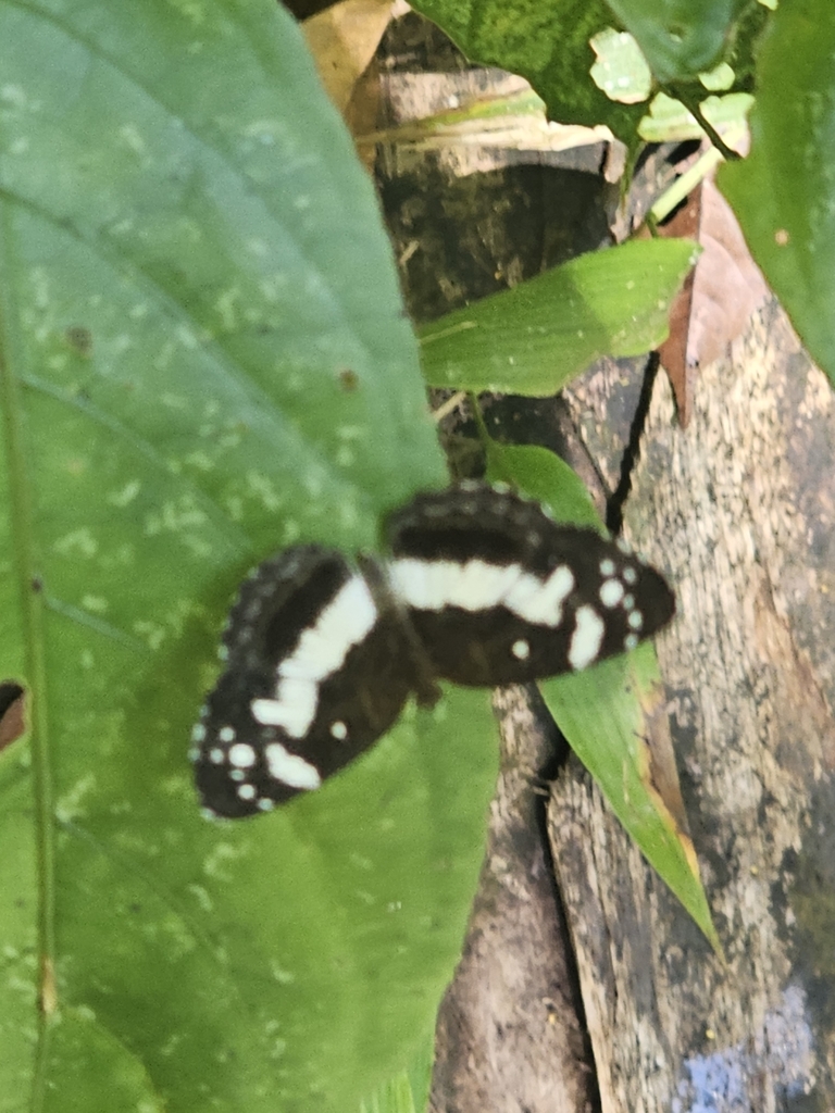 Janatella hera