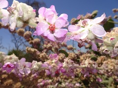 Malacothamnus fremontii