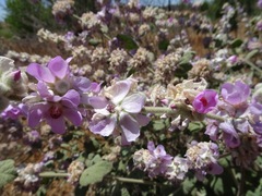 Malacothamnus fremontii