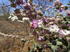 Malacothamnus fremontii
