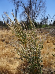 Malacothamnus fremontii